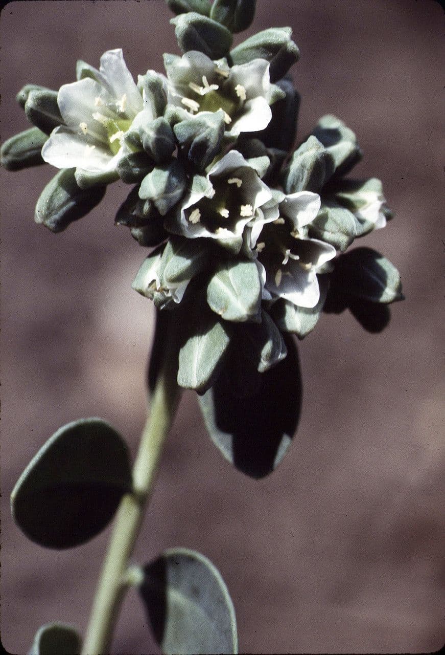 Telephium imperati 9