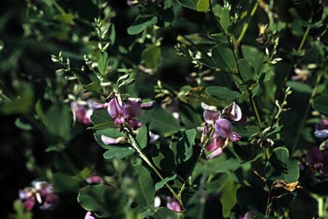 Lespedeza violacea 10