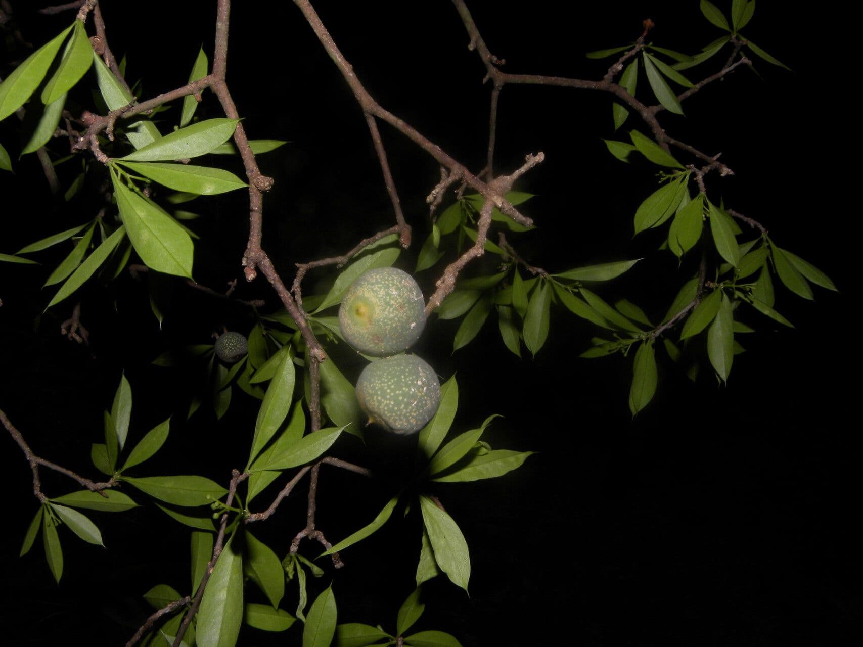 Bonellia 3