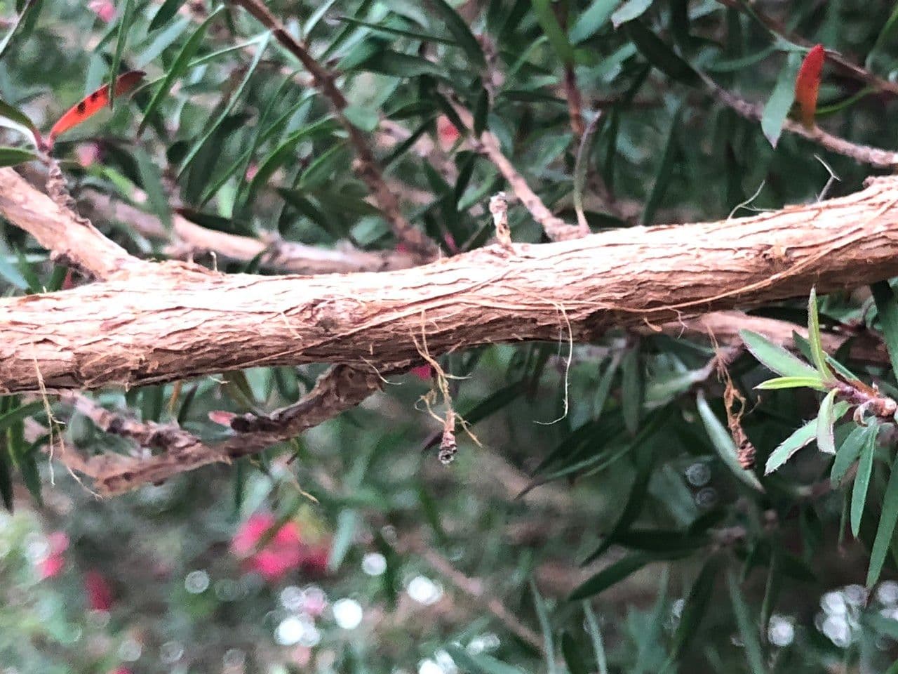 Manuka 25