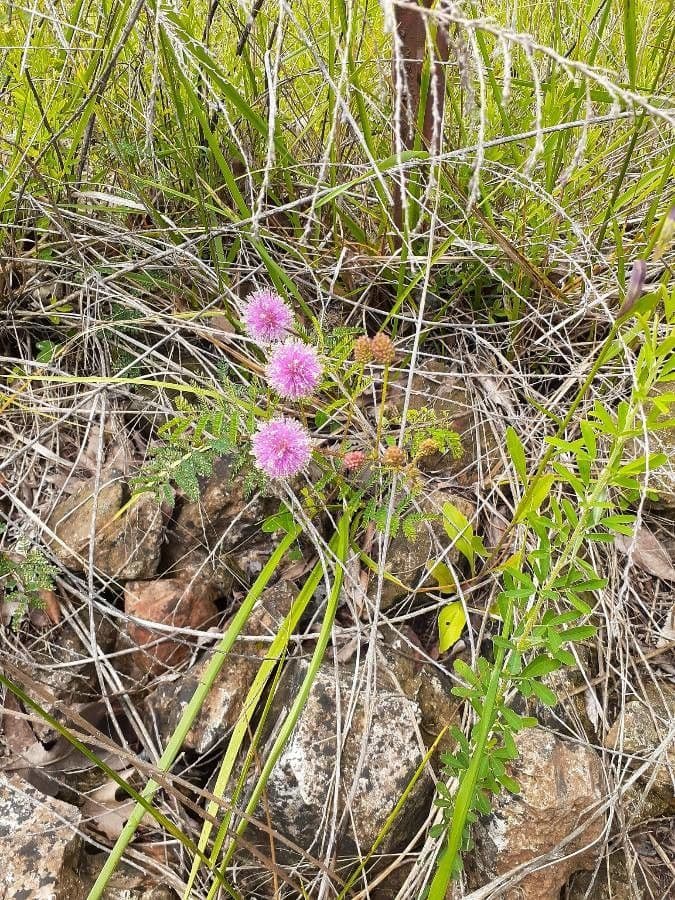Mimosa quadrivalvis 10