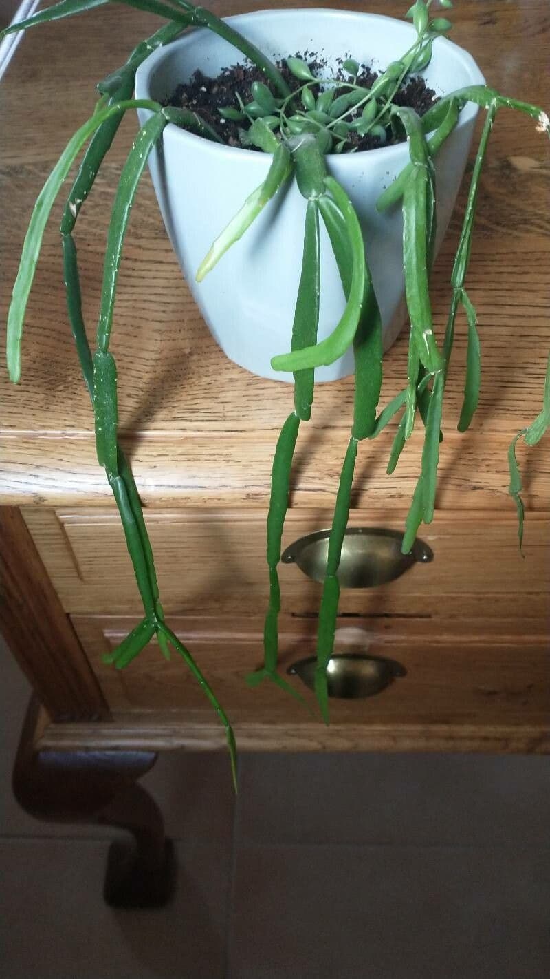 Rhipsalis micrantha 8