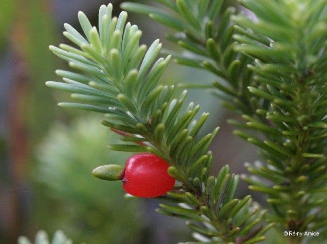 Podocarpus 4