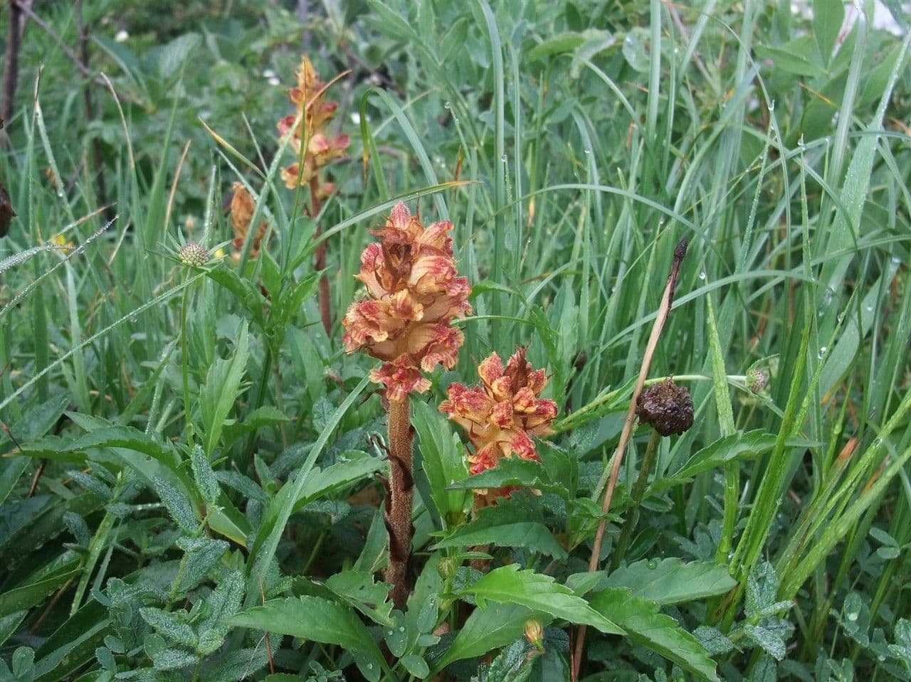 Succiamele gracile 12