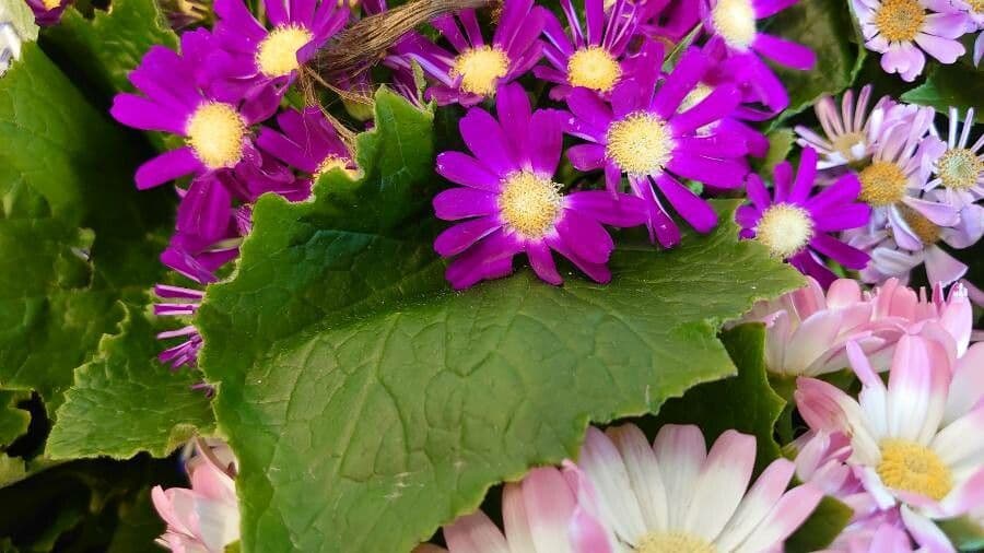 Pericallis 8