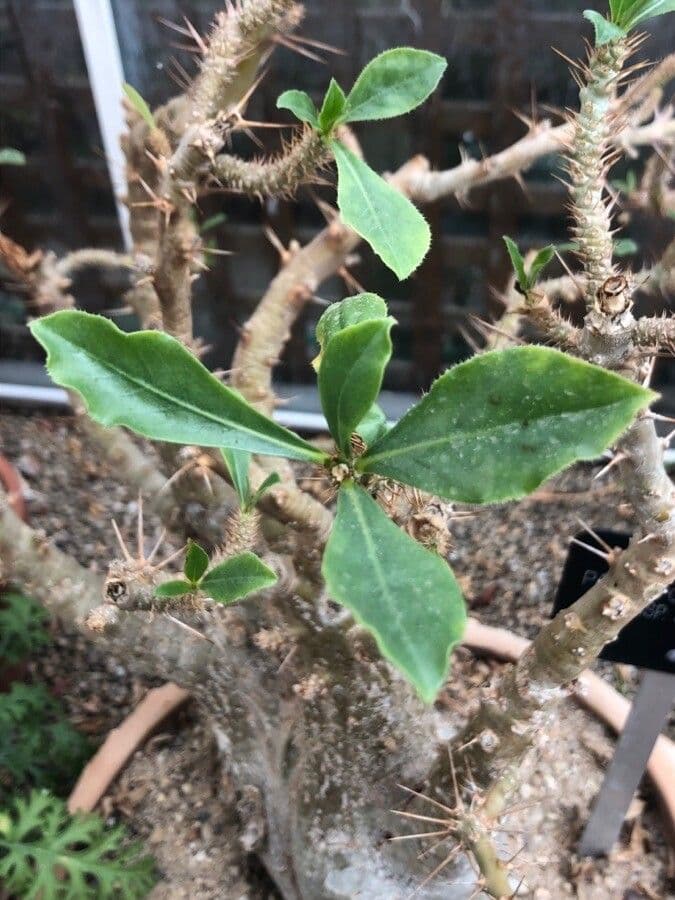 Pachypodium 4