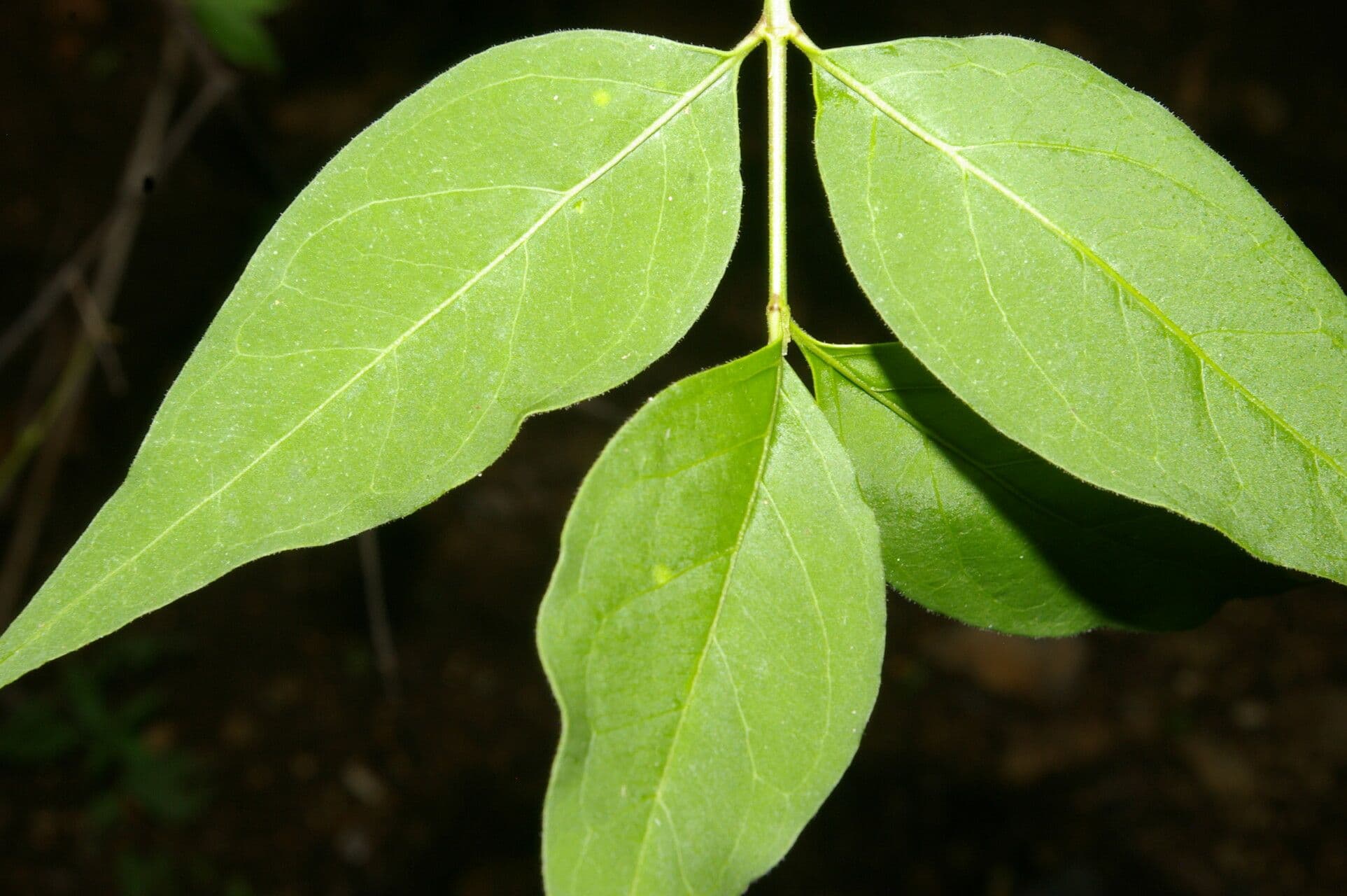 Chiococca 10