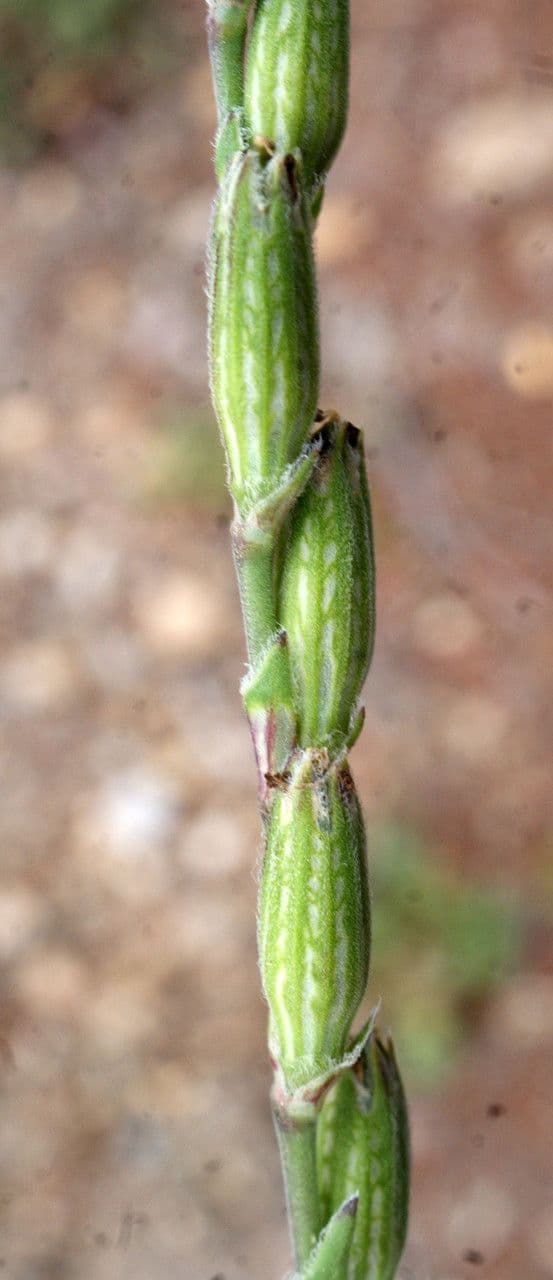 Mediterranean catchfly 3