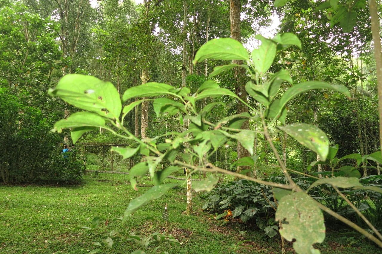 Baccaurea