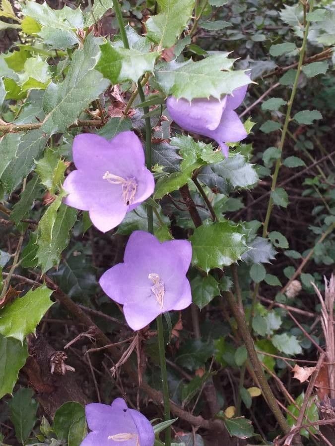 Campanilla 8