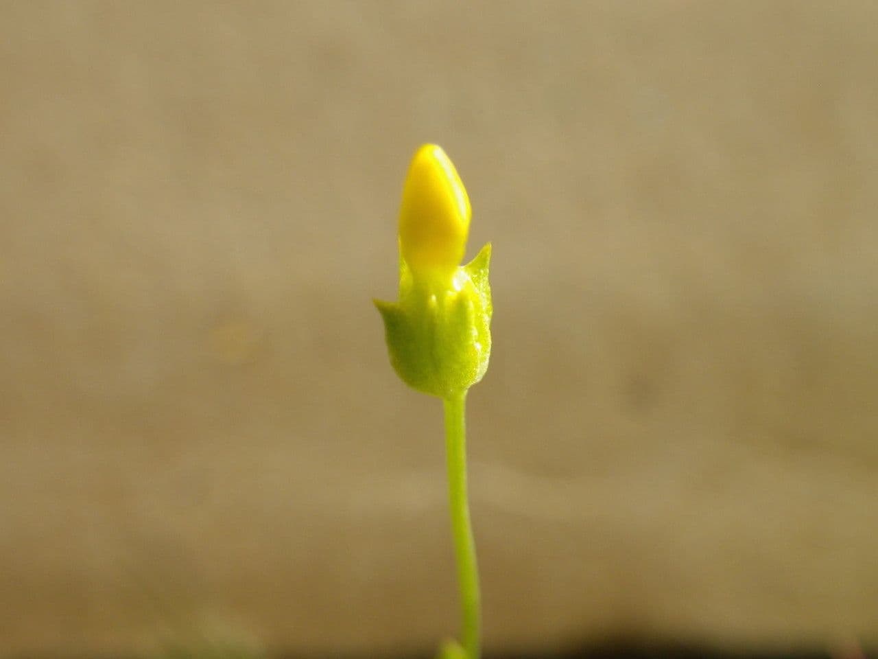 Cicendia