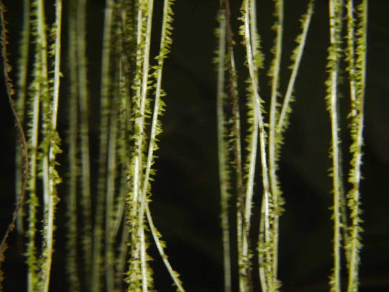 Myriocarpa longipes 2