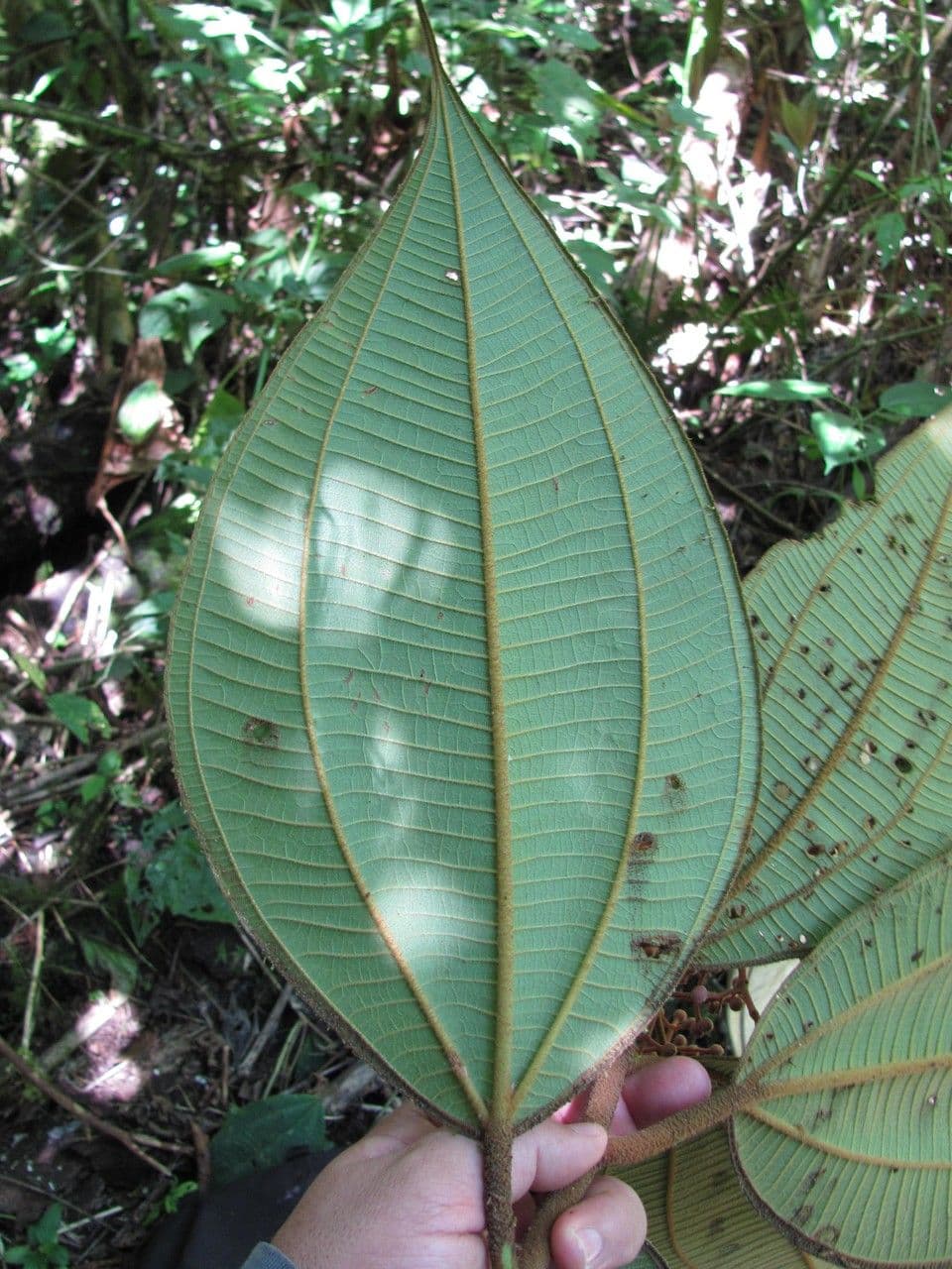 Miconia 4