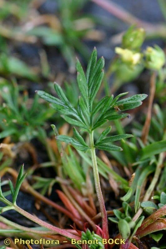 Potentilla multifida 13