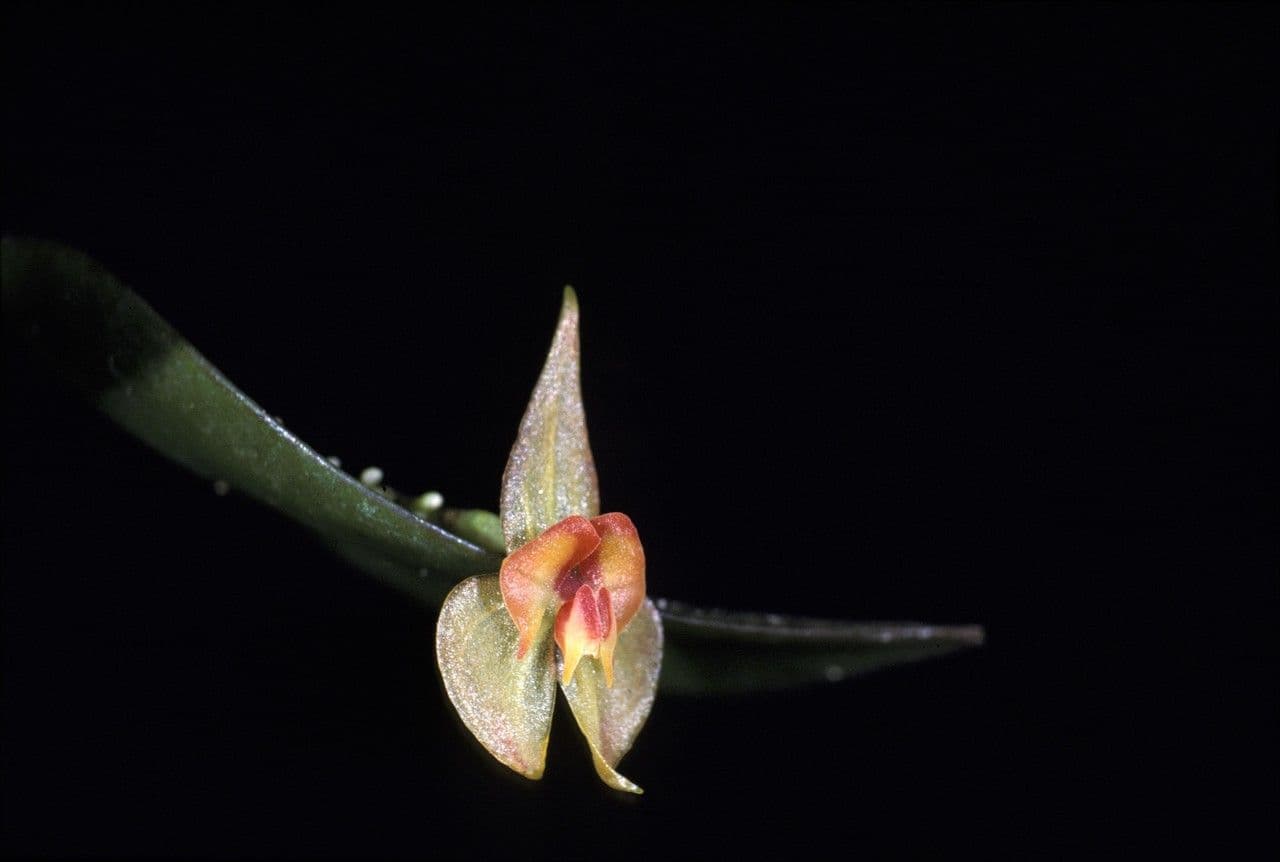 Lepanthes a spirale 4