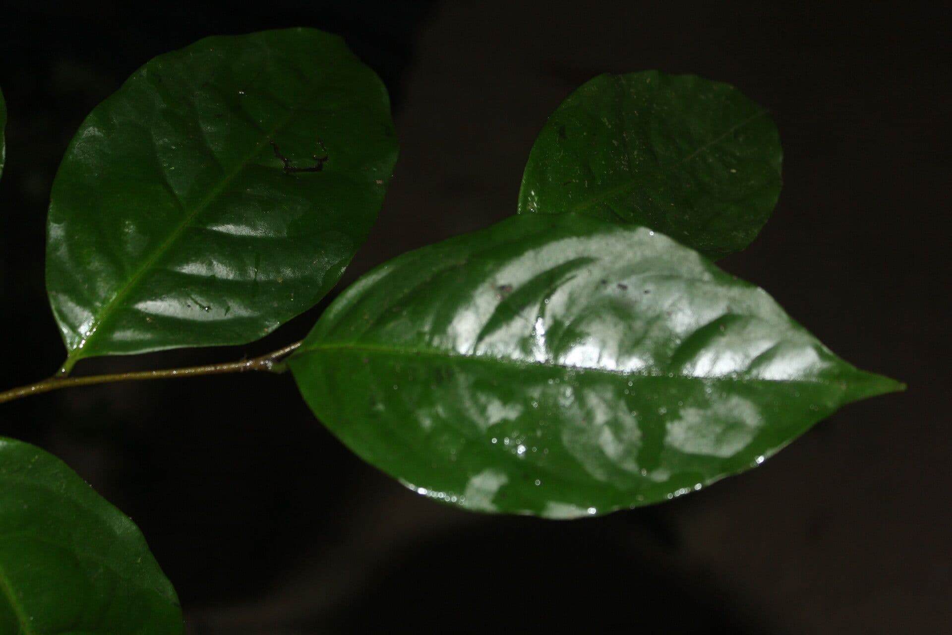 Desmopsis 9