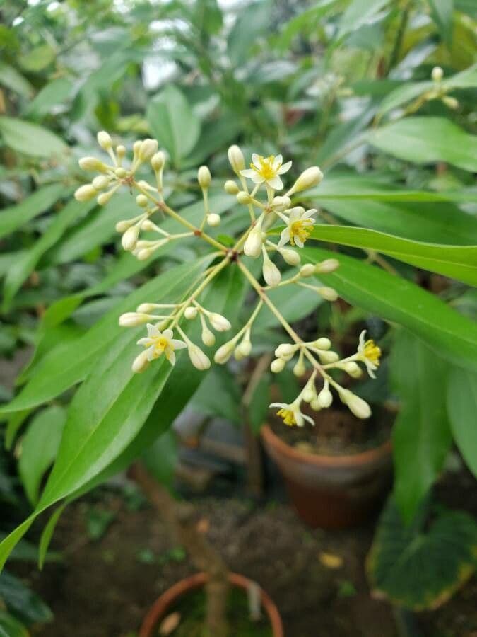 Cannella