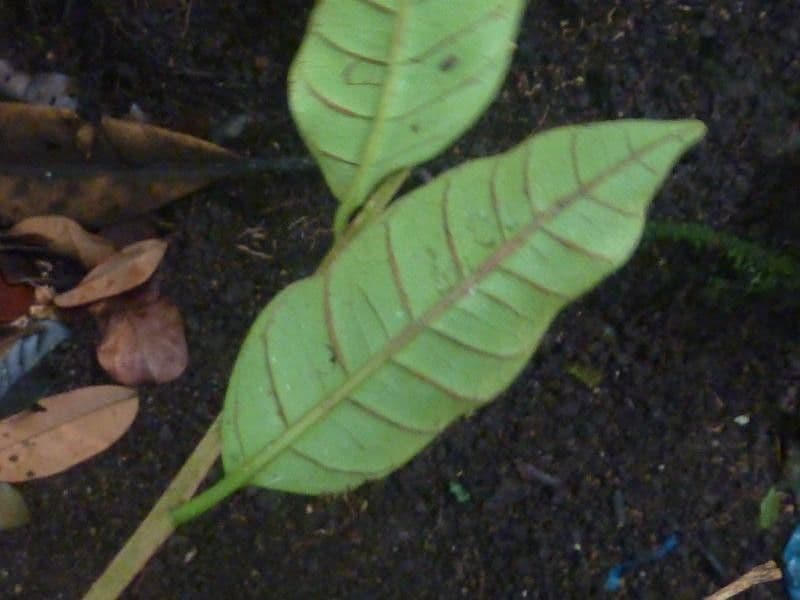 Chrysophyllum 4