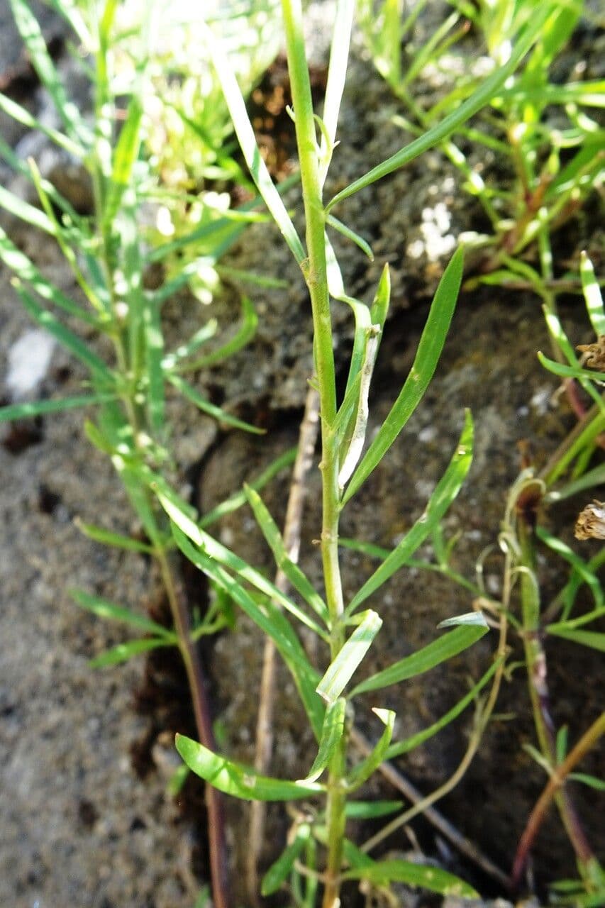 Linaria strisciante 17