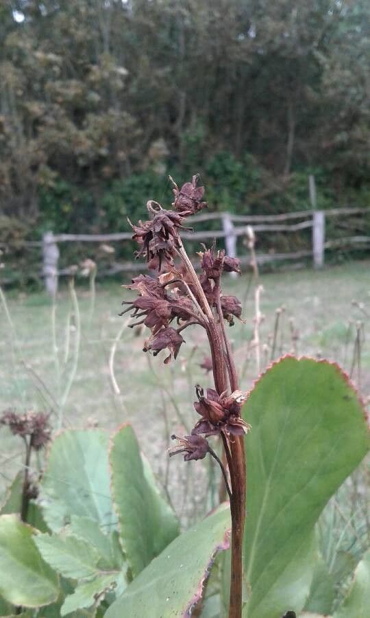 Bergenia cordifolia 3