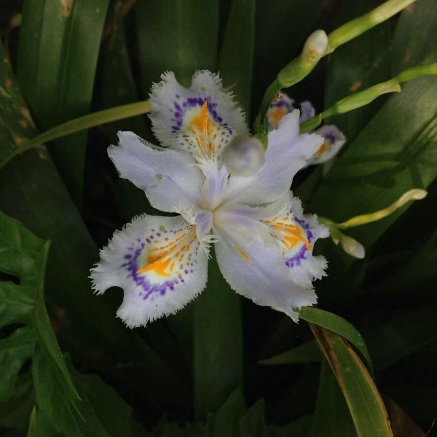 Schwert-Iris 6