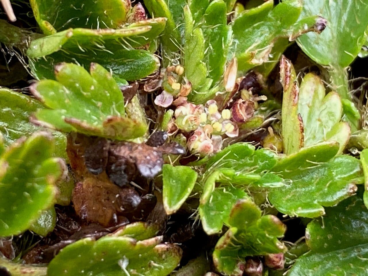 Azorella crenata 3