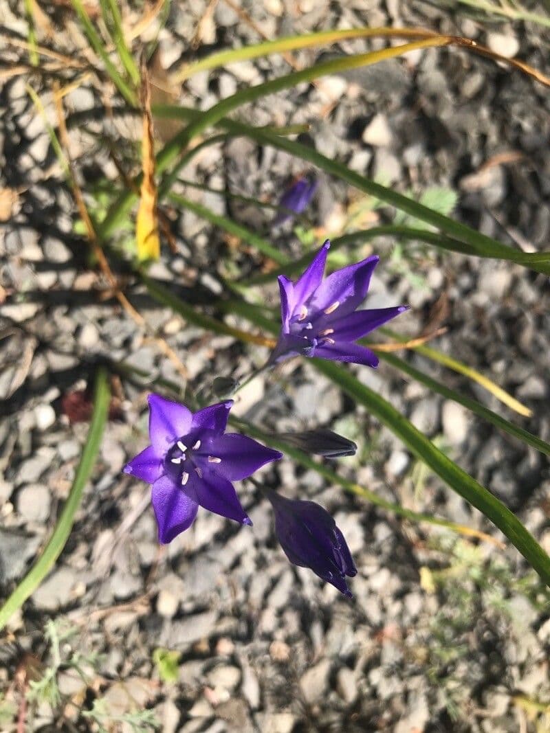 Brodiaea kalifornská