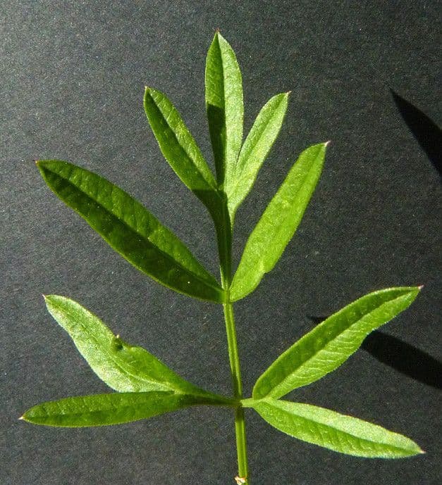 Rosskümmel 28