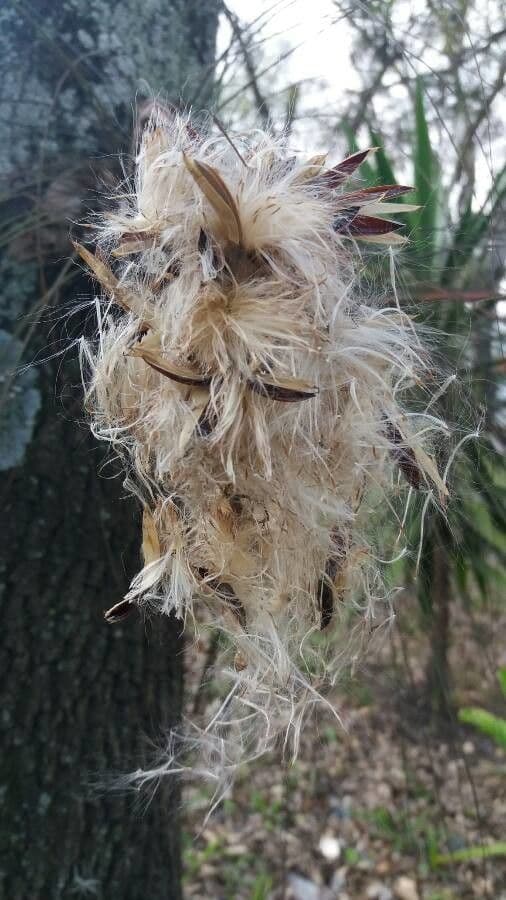 Tillandsia juncea 2
