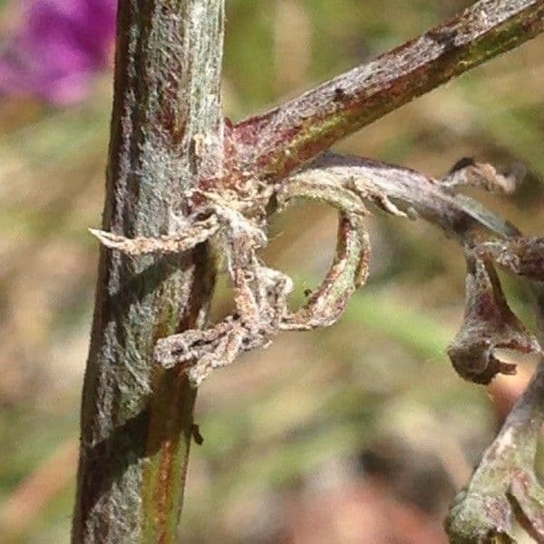 Centaurée paniculée 25