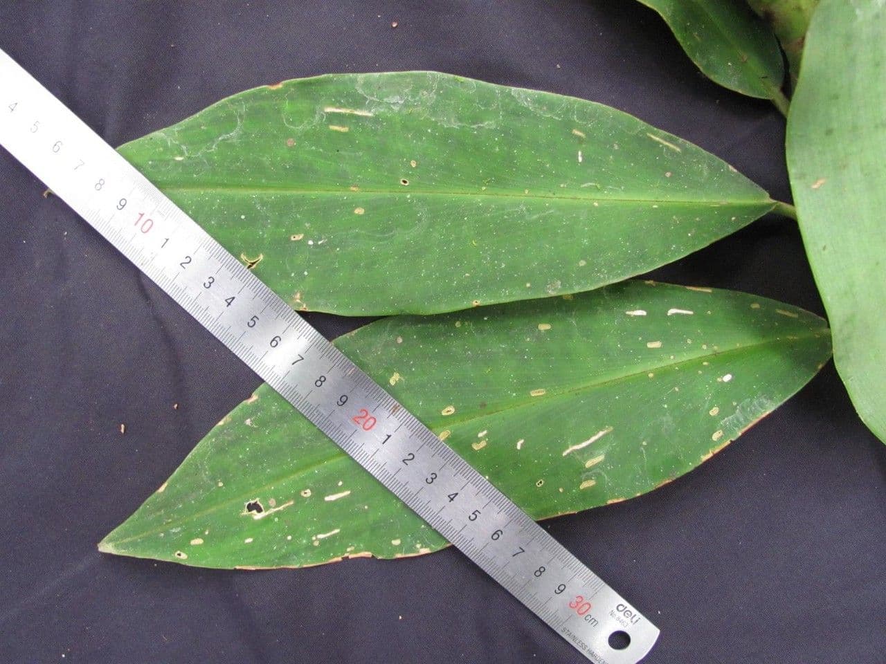 Costus liscio 22