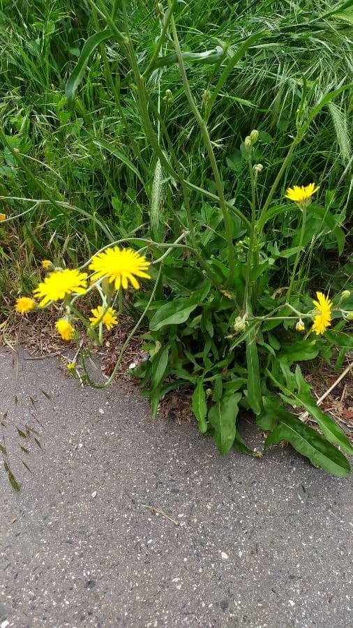Radicchiella bienne 11