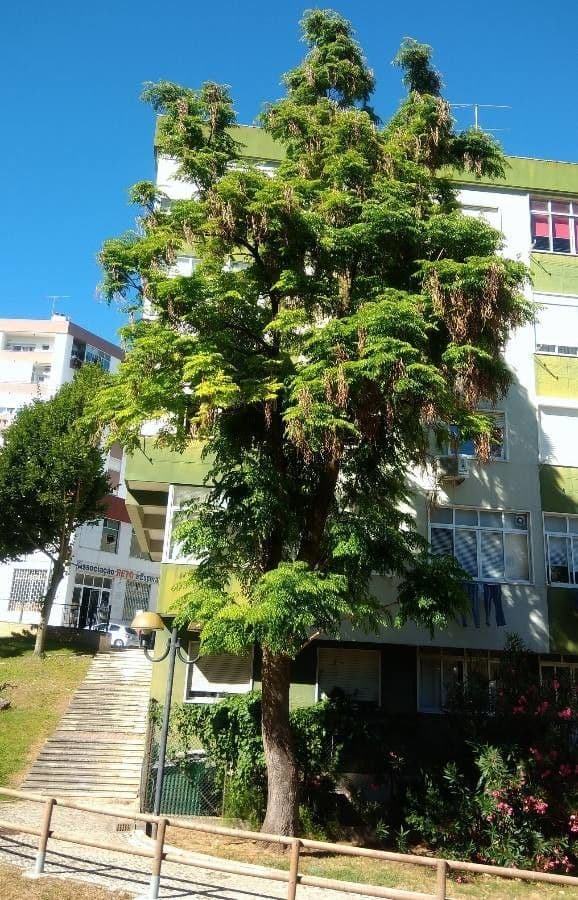 Radermachera sinica 14