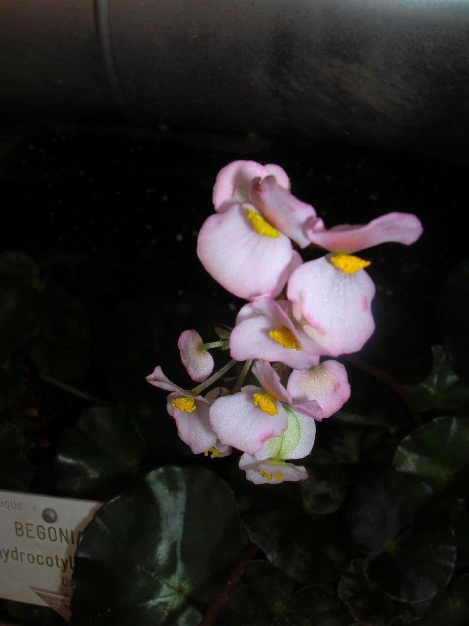 Begonia 3