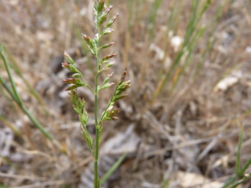 Fienarola compressa 15