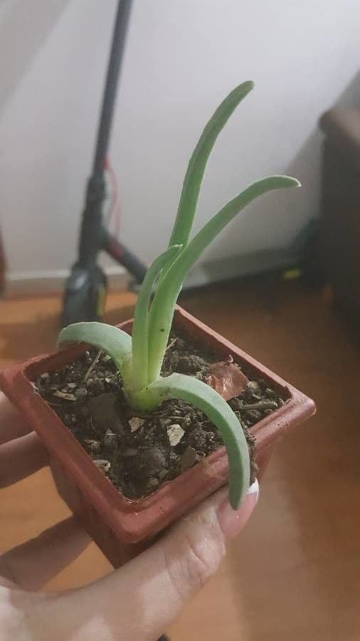 Cheiridopsis 3