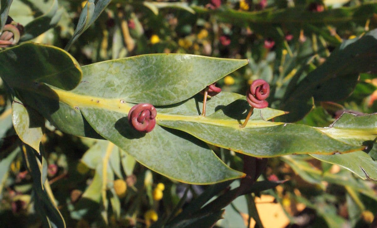 Acacia glaucoptera