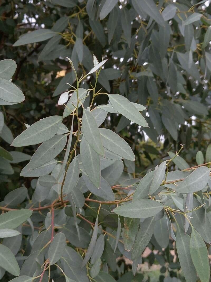Eukaliptus Archera 3
