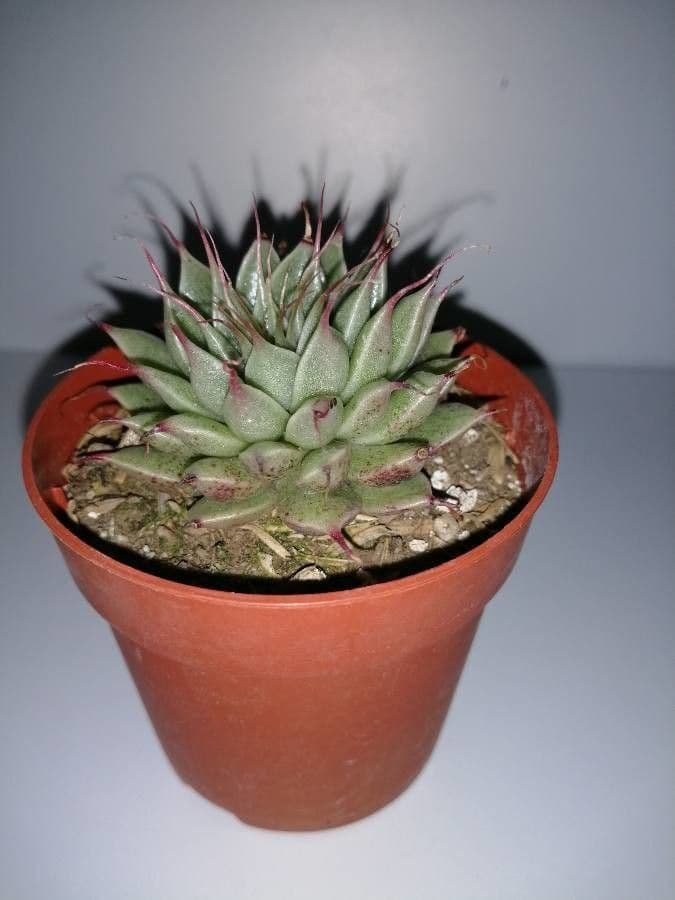 Echeveria 18