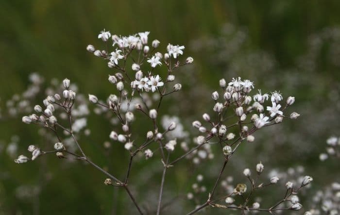 Gipsofila paniculada 5