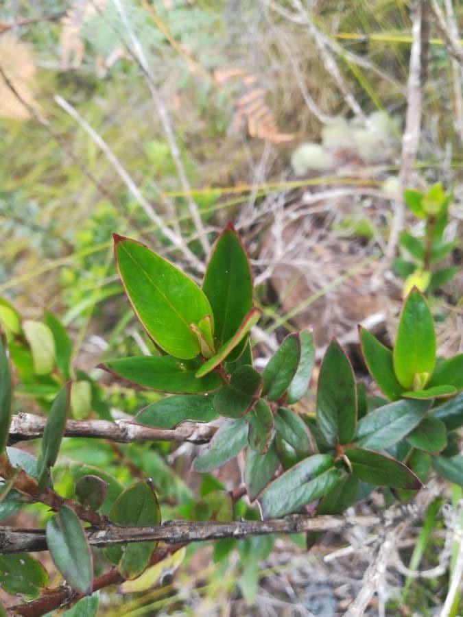 Normandia neocaledonica 13