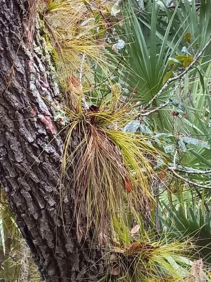 Tillandsia setacea 5