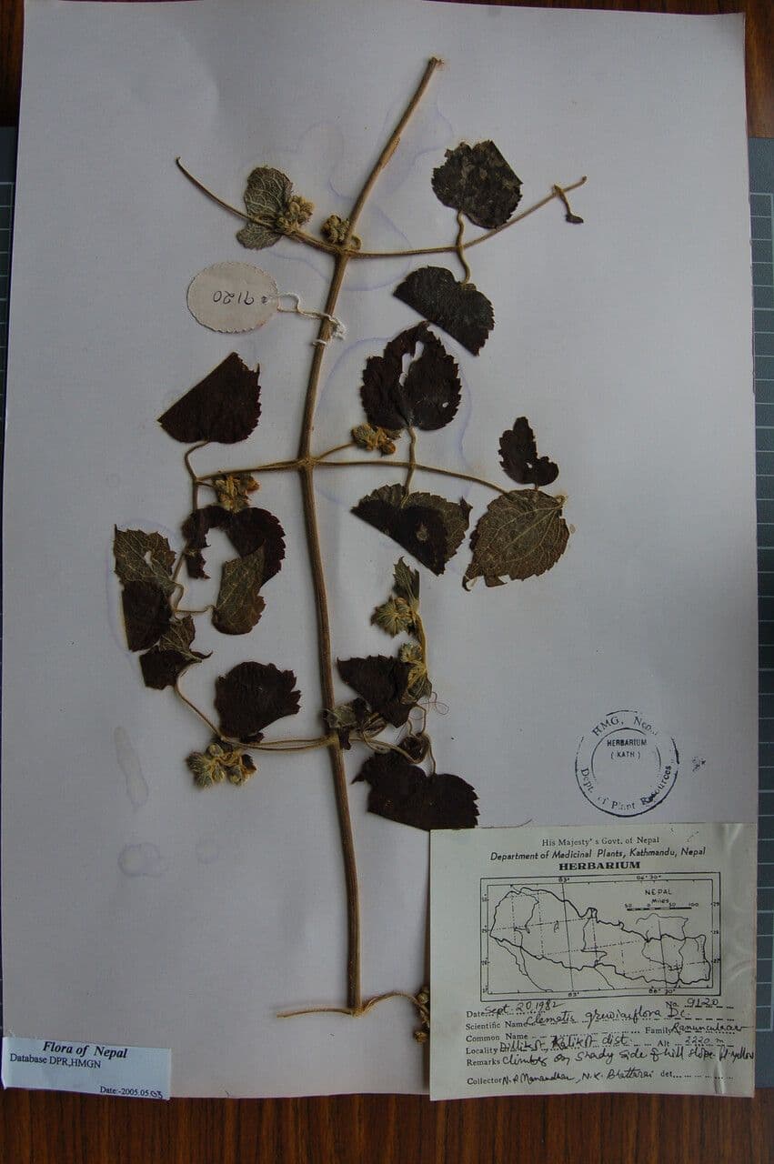 Clematis 4