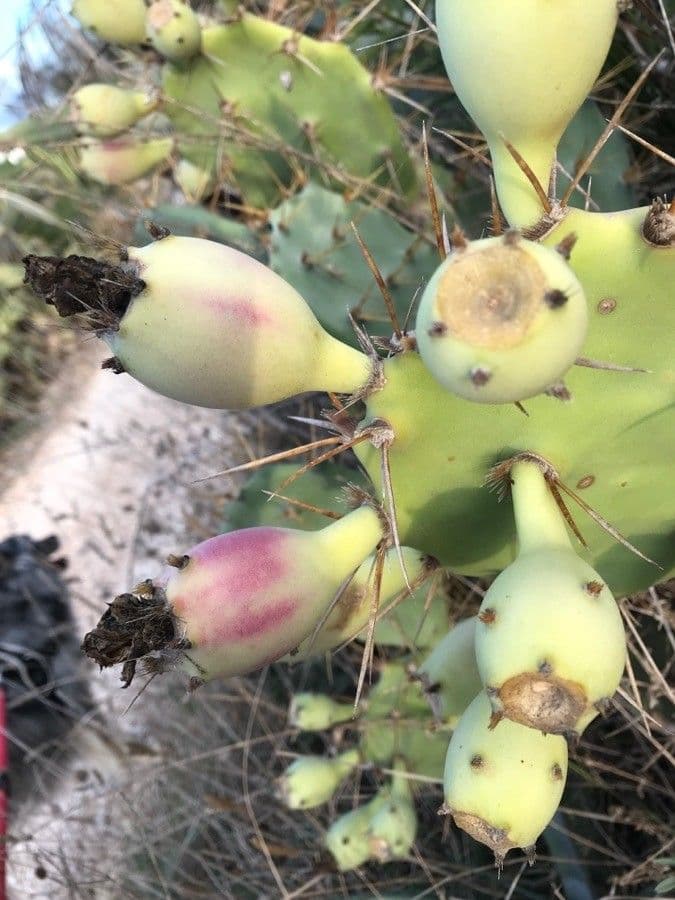 Erect prickly-pear 2