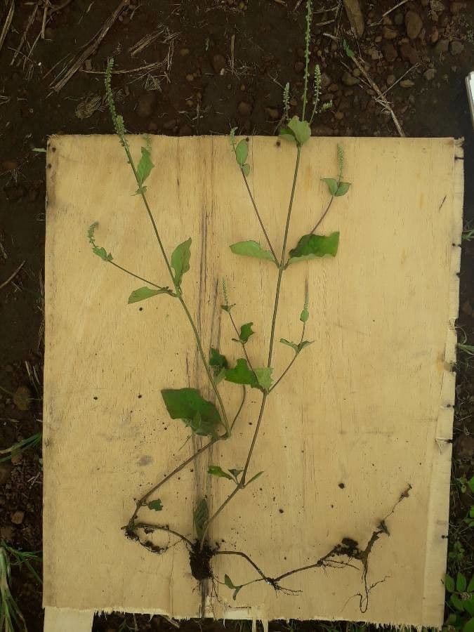 Cyathula prostrata 12