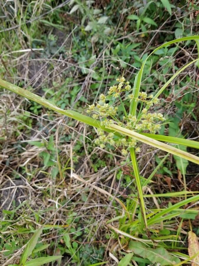 Eleocharis ovata 15