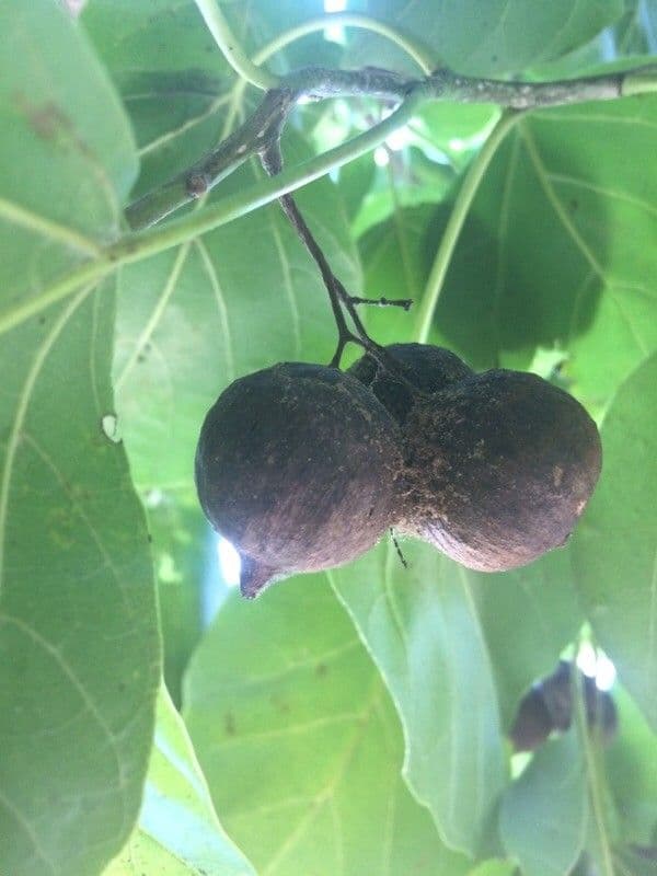 Cordia subcordata