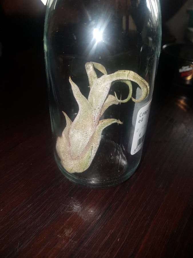 Tillandsia 12
