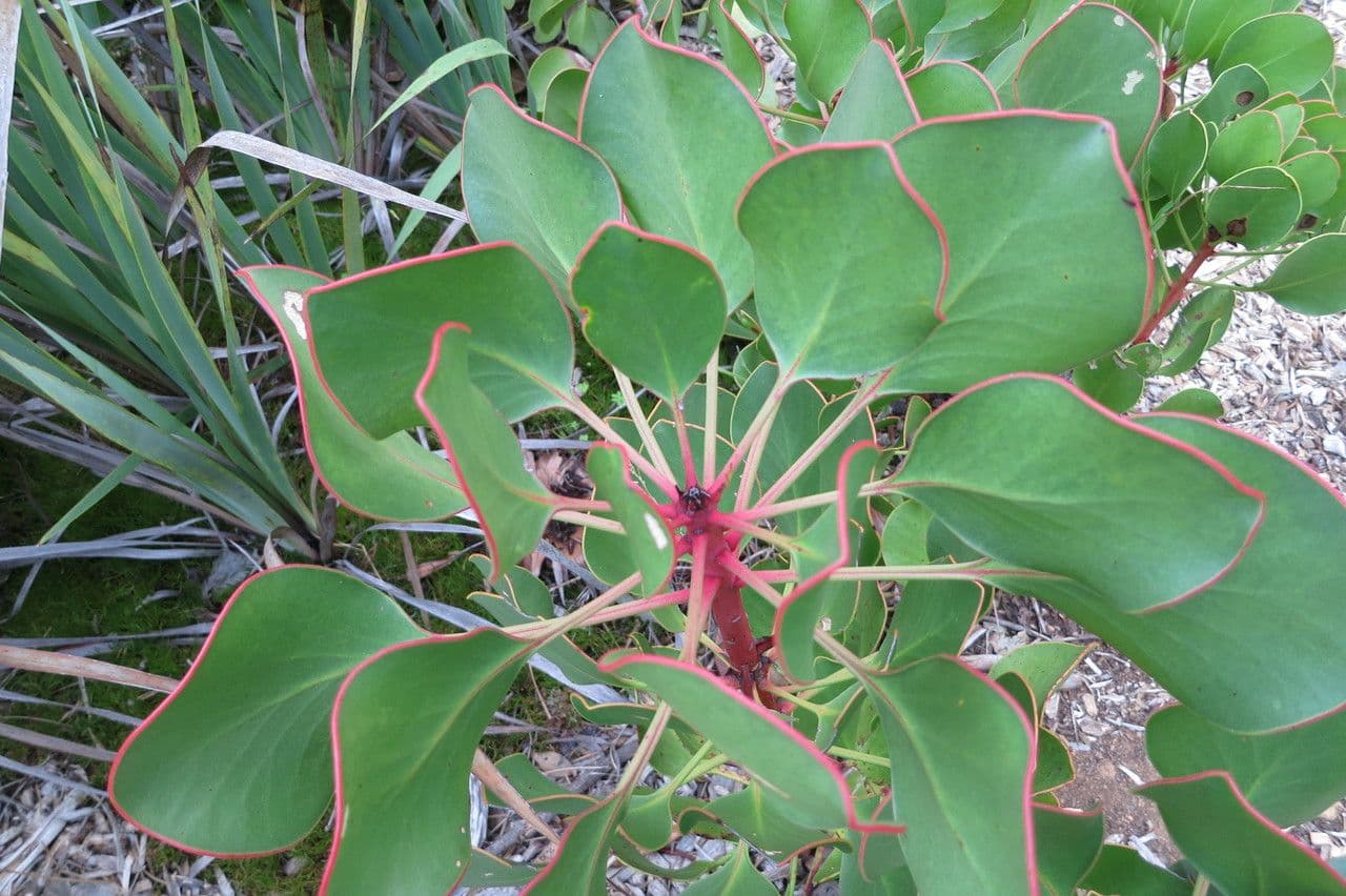 Protea carciofoide 24