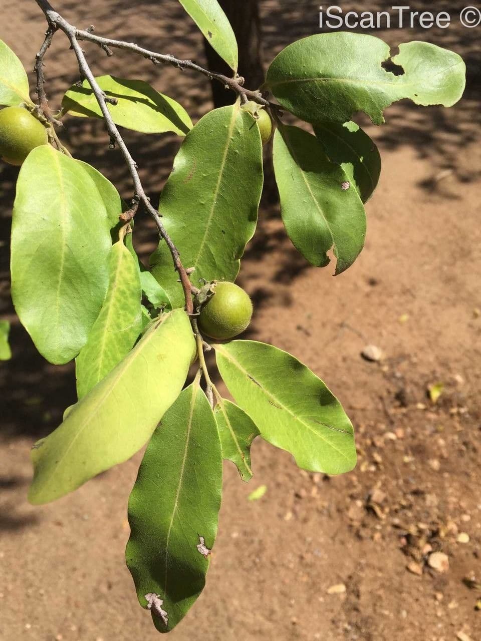 Eben mespiliformis 15